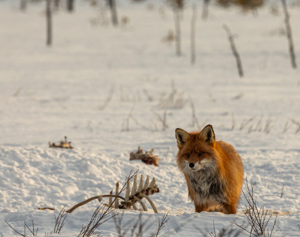 冬天的红狐狸图片下载