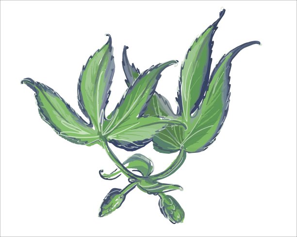 啤酒花植物漂亮的嫩枝。发芽前视图。白色背景上的插图。图片下载