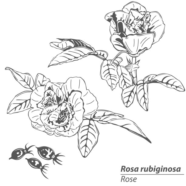 野玫瑰果花图片下载