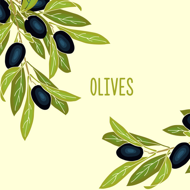 橄榄旗帜背景与成熟的橄榄浆果图片下载