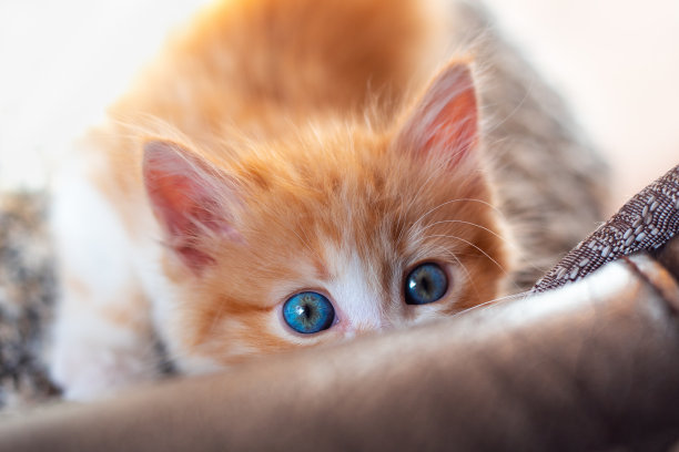 一只可爱的蓝眼睛的小红猫从沙发后面探出头来。教育的宠物图片下载
