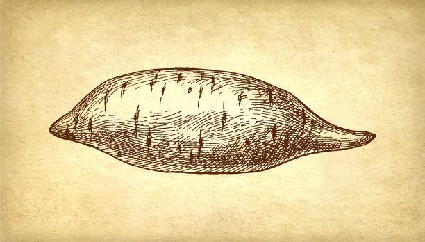 红薯水墨素描图片下载