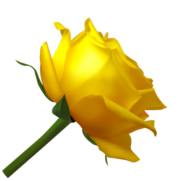 现实的黄色玫瑰在白色背景图片下载