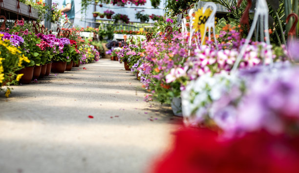 温室内布置的各种盆栽植物图片下载