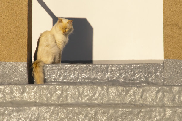 漂亮的猫在前门楼梯上晒太阳。图片下载