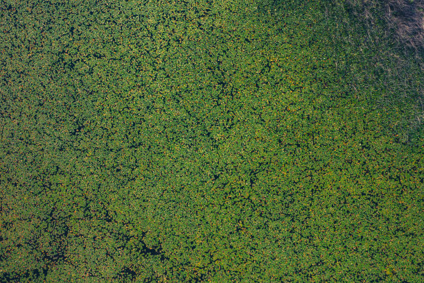 鸟瞰热带湖泊中的绿色睡莲和荷花图片下载