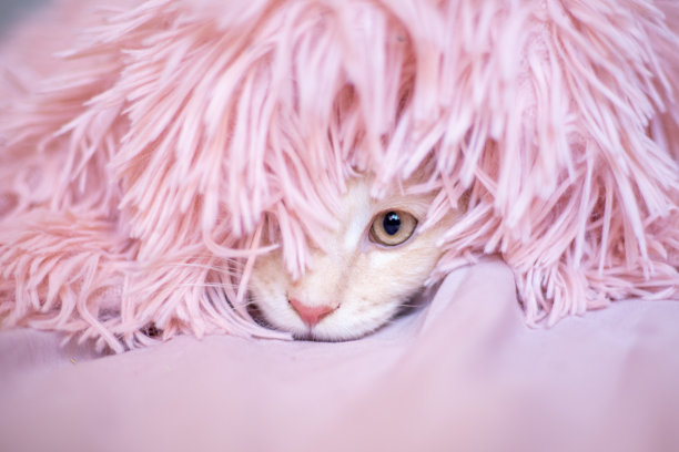 可爱的毛茸茸的缅因猫从毯子下探出头来图片下载