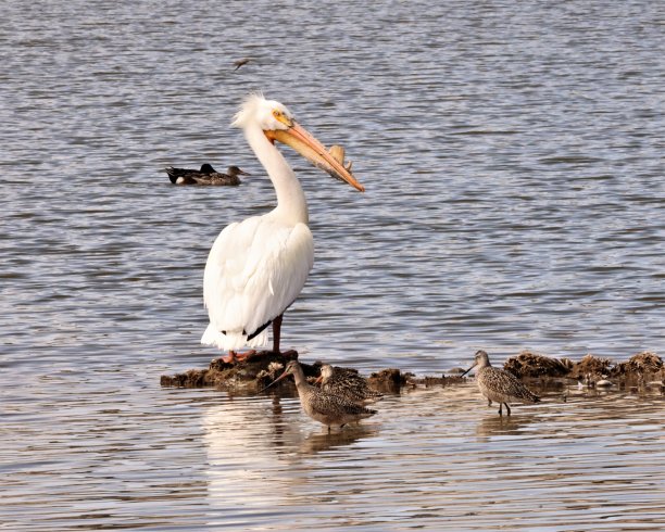 有大理石纹的美洲鹈鹕图片下载