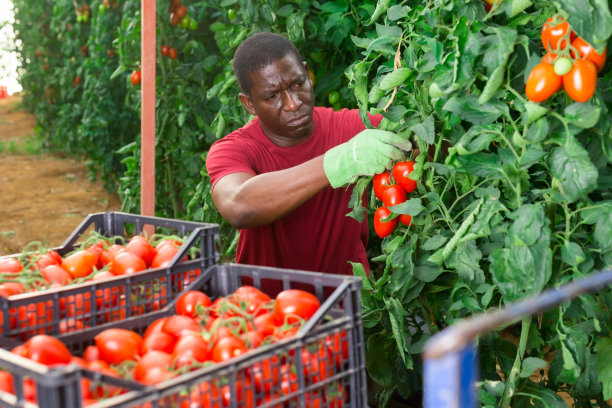 在温室里收集西红柿的非洲裔农场工人图片下载
