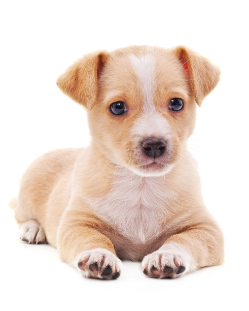 布朗漂亮的小狗。图片下载