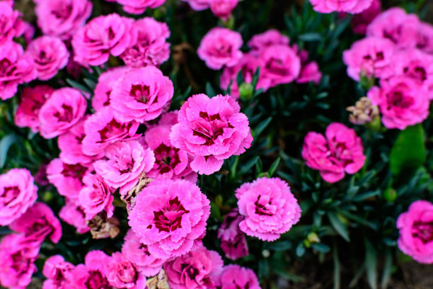 靠近小精致生动的粉红色康乃馨花(石竹)在一个阳光明媚的夏天，美丽的户外花卉背景拍摄软焦点图片下载