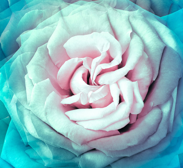 蓝绿色的玫瑰花。花的背景。特写镜头。大自然。图片下载