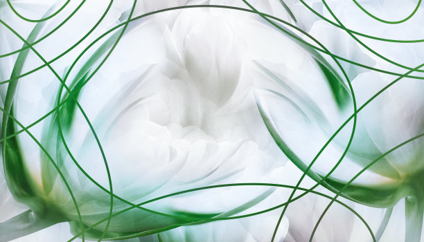 白色的郁金香花和花瓣。花的背景。问候春天卡。文本。特写镜头。大自然。图片下载