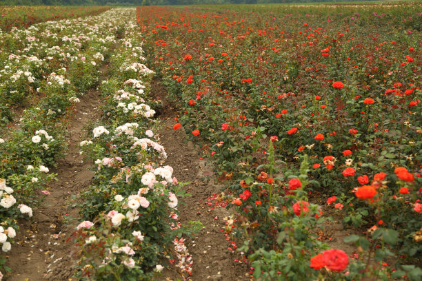 玫瑰种植园。种植玫瑰幼苗。玫瑰农场。图片下载