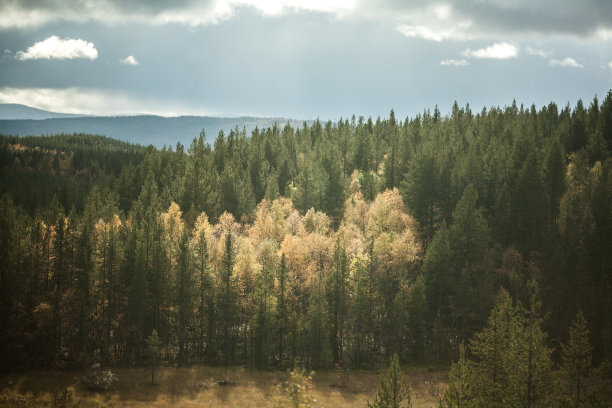 秋天的森林图片下载