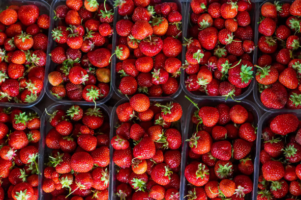 新鲜成熟的夏天草莓的特写。草莓在盒子里。收获后许多新鲜的红草莓。准备出口。图片下载