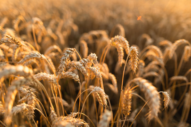 夕阳下金黄的麦穗图片下载