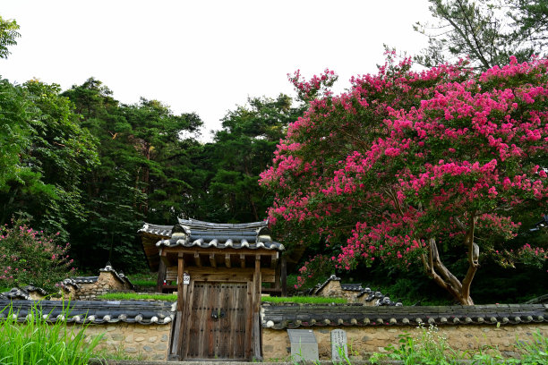 老房子和红花树图片下载