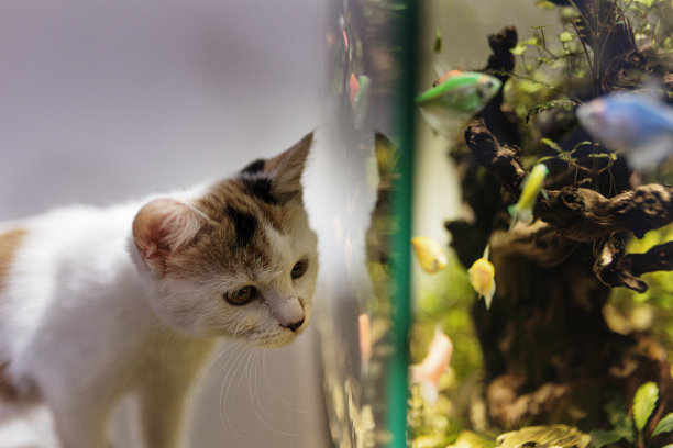 小猫和鱼缸图片下载