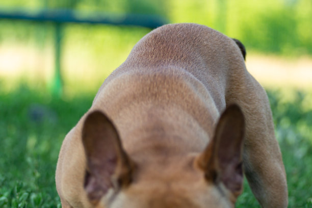 可爱的小法斗犬玩球图片下载