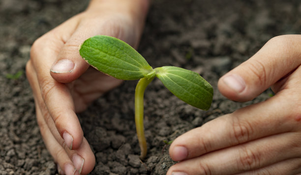 绿芽和孩子的手图片下载