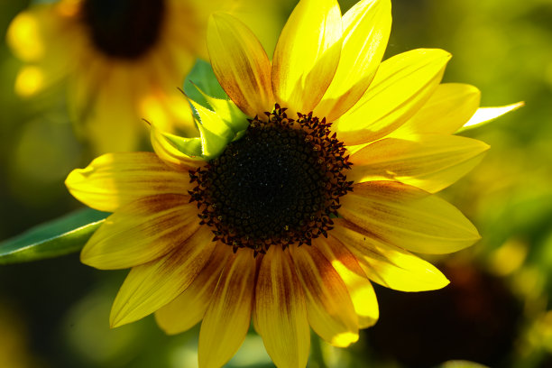 向日葵傍晚晒太阳，夏日时分，天气预报图片下载