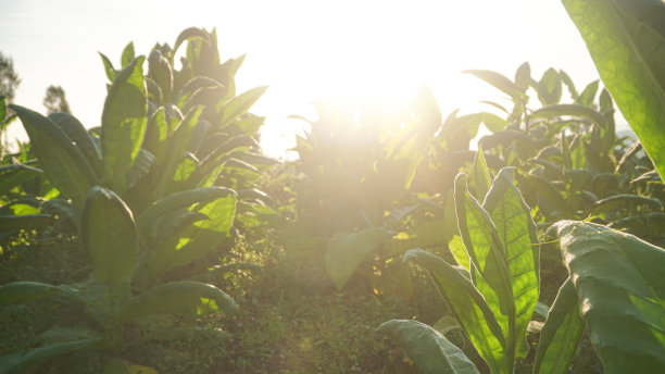 烟草大叶作物种植在烟草种植田图片下载