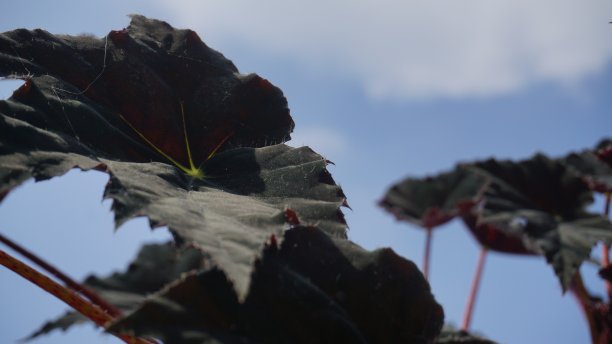 海棠植物叶子-观赏室内植物，黑色的叶子图片下载