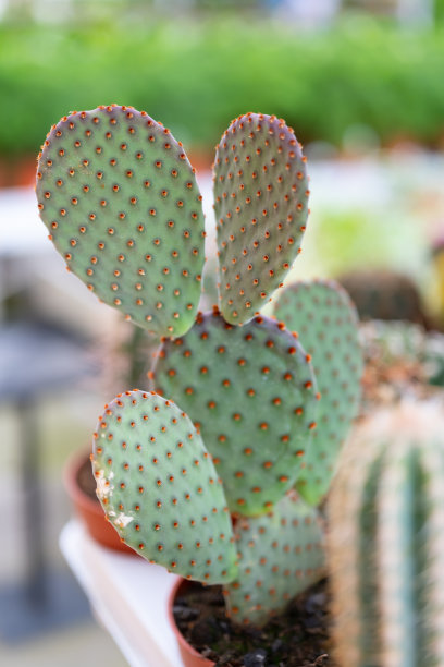 仙人掌图片下载