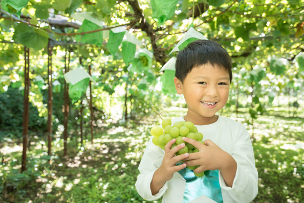 亚洲小孩正在体验采摘葡萄图片下载