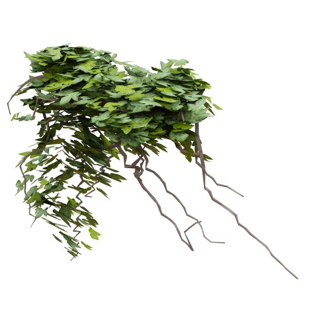 爬藤植物常春藤孤立在白色背景3d插图图片下载