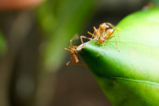 一只红蚂蚁正在为保护它的巢穴而战。图片下载