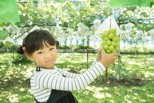 亚洲小孩正在体验采摘葡萄图片下载