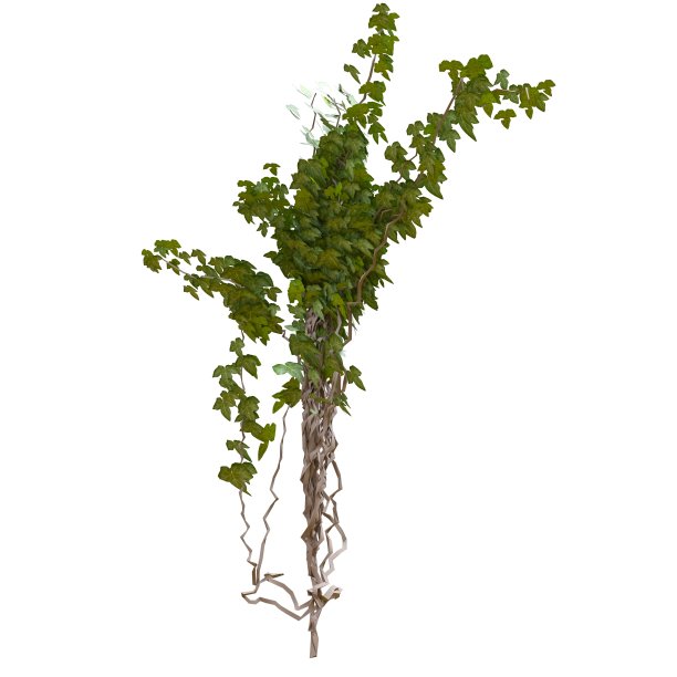 爬藤植物常春藤孤立在白色背景3d插图图片下载