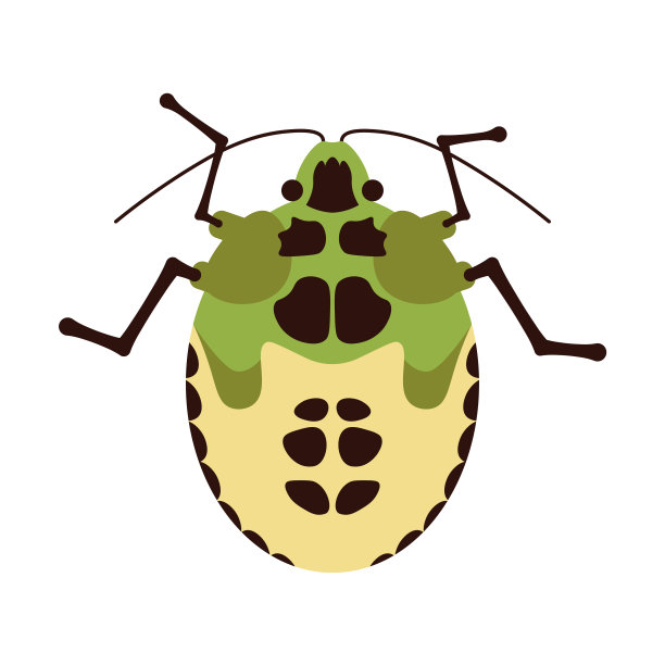 绿色和黄色的甲虫俯视图孤立在一个白色图片下载