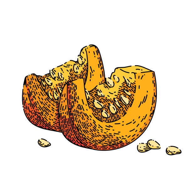 南瓜切片素描手绘矢量图片下载