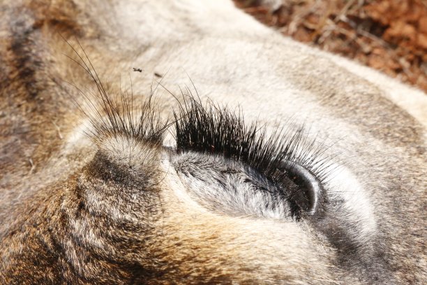 长颈鹿闭上眼睛的特写。图片下载