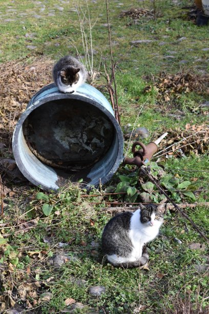 两只混血猫，一只看着镜头。图片下载