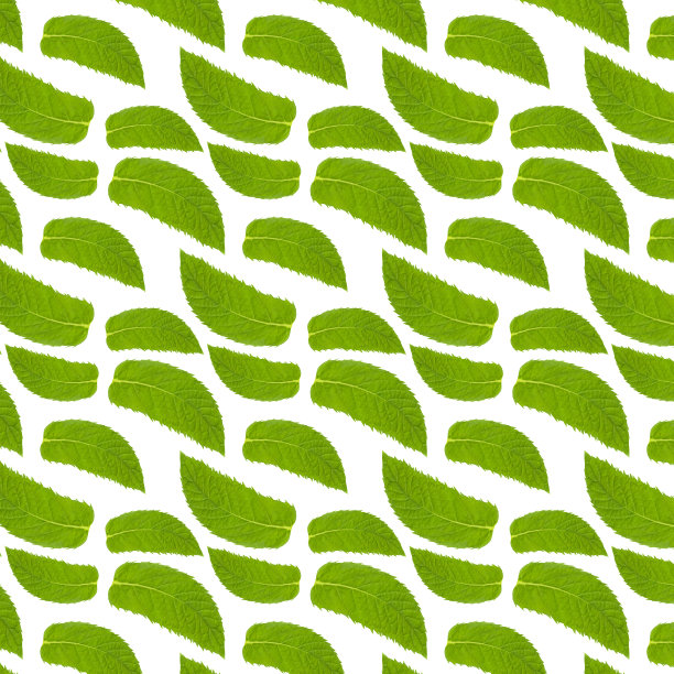 无缝图案与薄荷叶在白色。图片下载