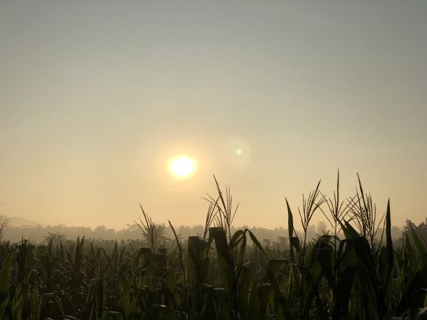逆光照片的顶部的玉米植株和它的雄蕊图片下载