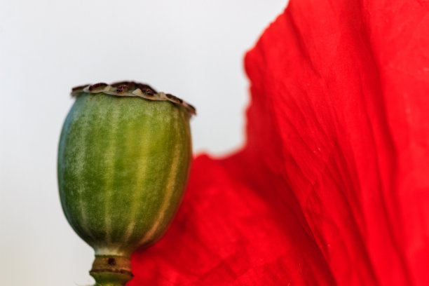 罂粟花图片下载