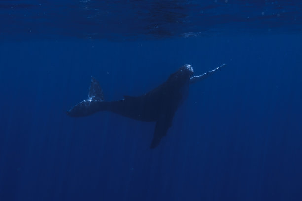 婴儿座头鲸图片下载