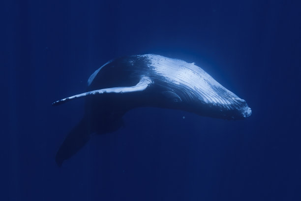 婴儿座头鲸图片下载