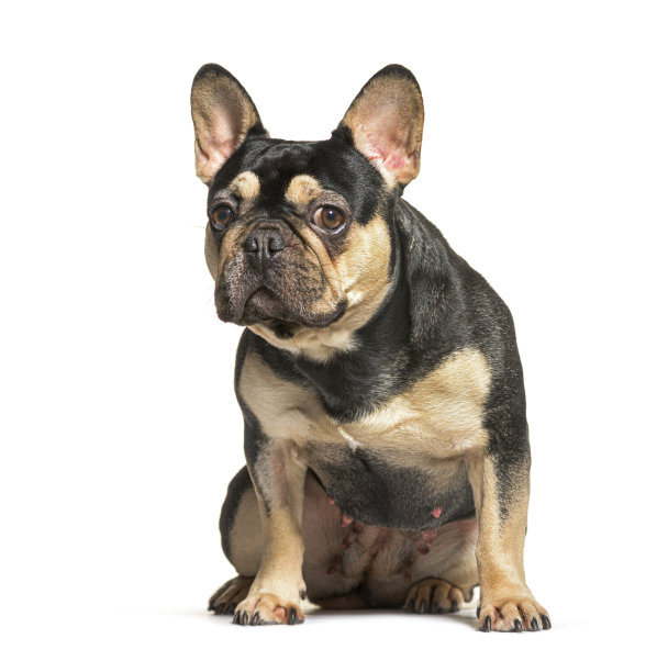 法国斗牛犬坐在前面，孤立在白色图片下载