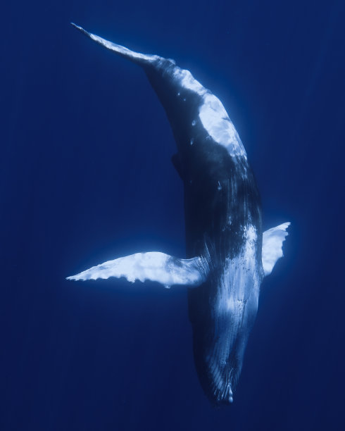 婴儿座头鲸图片下载