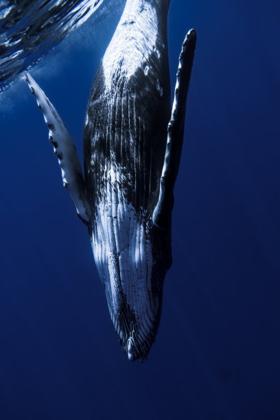 婴儿座头鲸图片下载