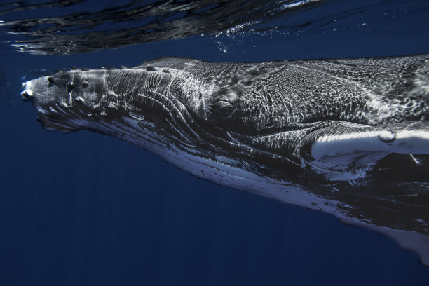 婴儿座头鲸图片下载