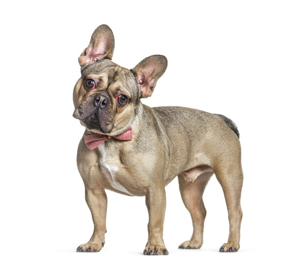 站着的法国斗牛犬戴着粉色领结，孤立在白色图片下载