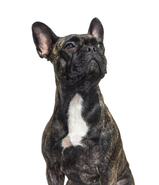 一只法国斗牛犬的肖像，骄傲地抬头看，孤立在白色图片下载