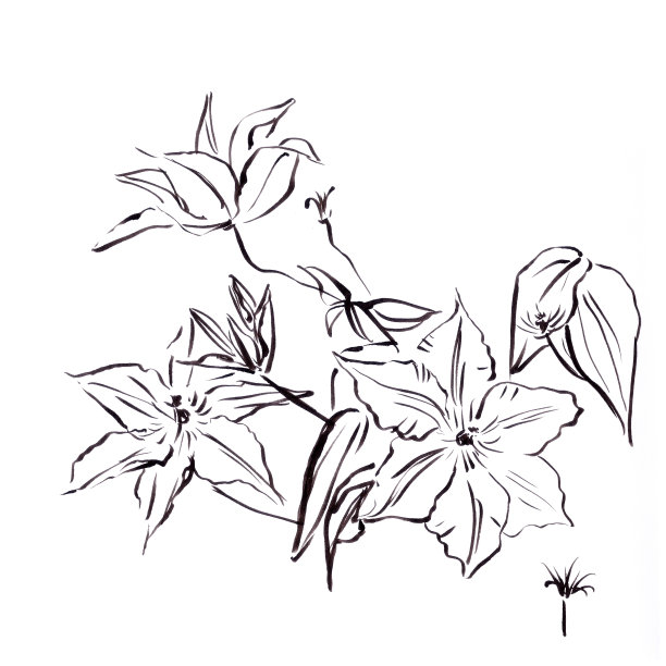 盛开的铁线莲，图形的黑白绘图。图片下载